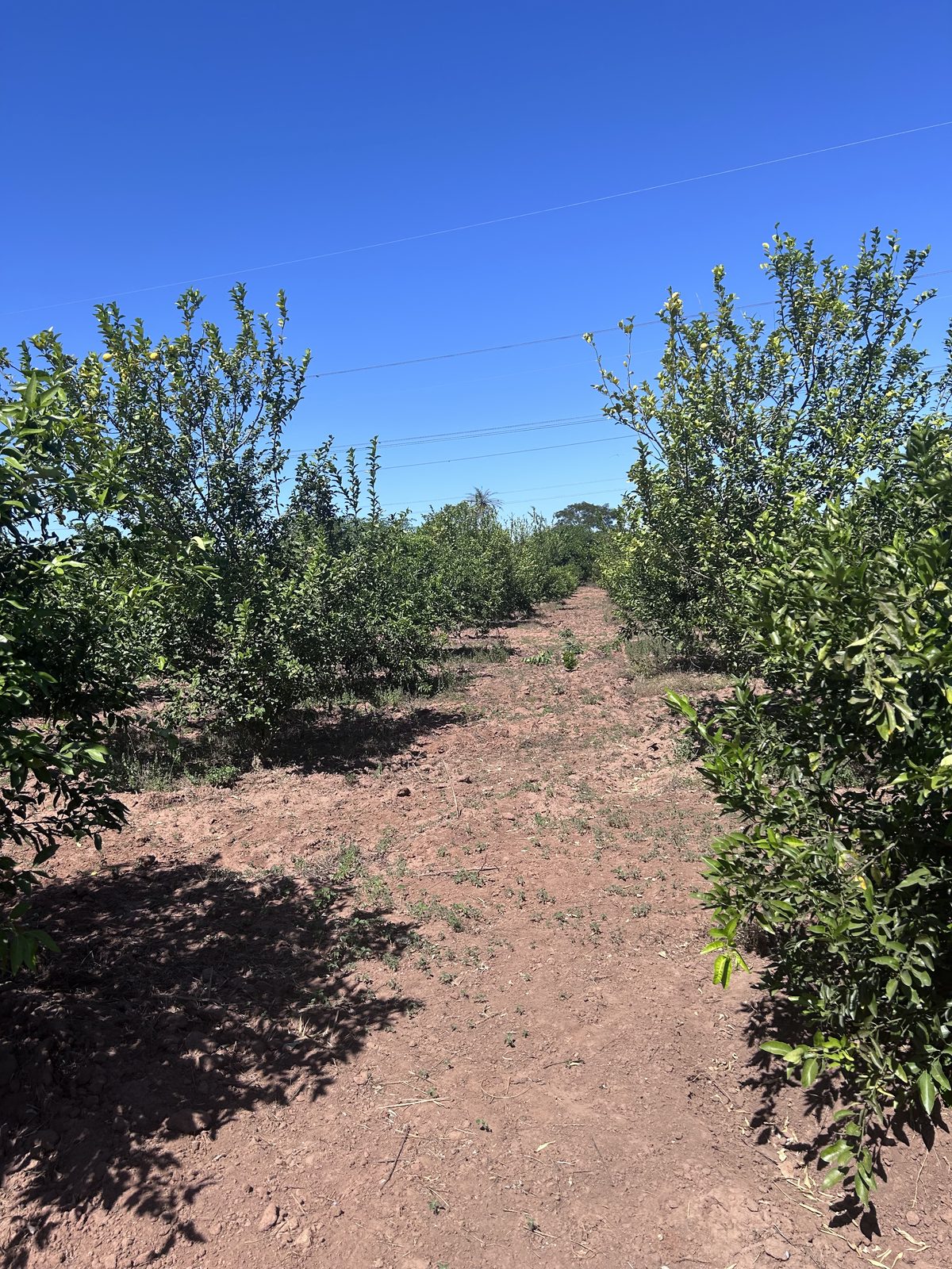 MaryLand Farm orchard rows under blue sky